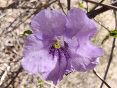 Ruellia californica peninsularis