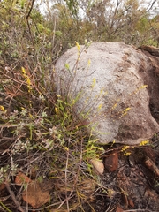 Synaphea gracillima