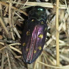 Chrysobothris gemmata