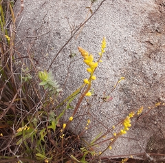 Synaphea gracillima
