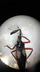 Calliclopius nigripes