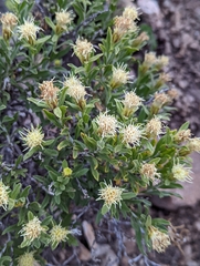 Ericameria discoidea