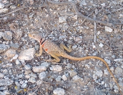 Crotaphytus nebrius