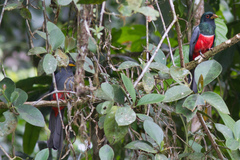 Trogon melanurus