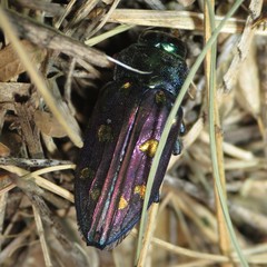 Chrysobothris gemmata