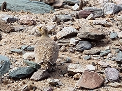 Pterocles bicinctus bicinctus