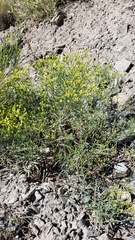 Eriogonum brevicaule