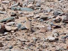 Pterocles bicinctus bicinctus