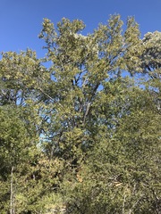 Terminalia oblongata