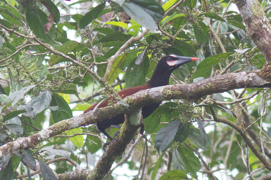 Baudo Oropendola
