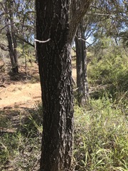 Terminalia oblongata