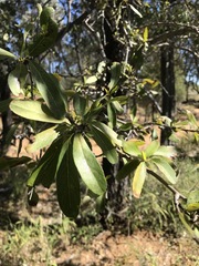 Terminalia oblongata