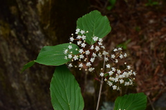 Viburnum setigerum