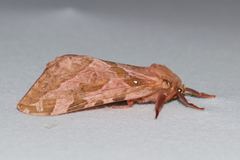 Sthenopis purpurascens