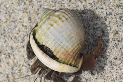 Semicassis centiquadrata