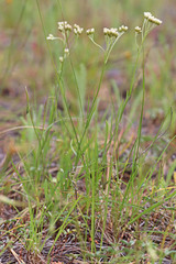 Antennaria luzuloides luzuloides