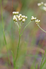 Antennaria luzuloides luzuloides