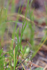 Antennaria luzuloides luzuloides