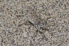 Ocypode gaudichaudii