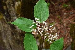 Viburnum setigerum