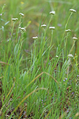 Antennaria luzuloides luzuloides