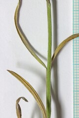 Antennaria luzuloides luzuloides