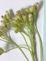 Antennaria luzuloides luzuloides