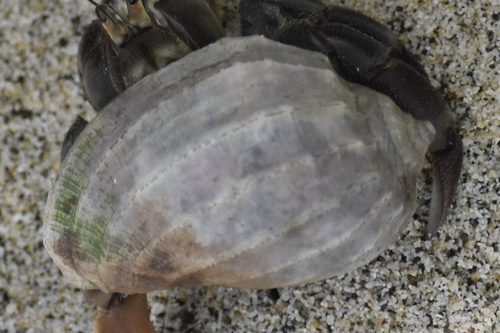 Harpa crenata observed 2022-08-18