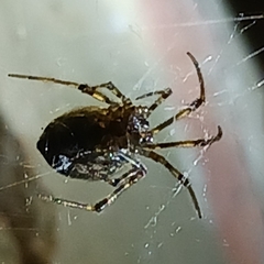 Araneoidea
