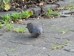 Streptopelia orientalis