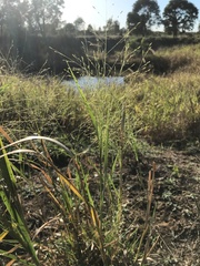 Panicum decompositum