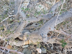 Commiphora capensis
