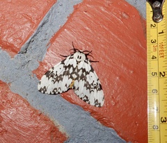 Lymantria fuliginosa