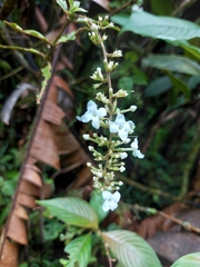 Gonzalagunia hirsuta