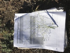 Panicum decompositum