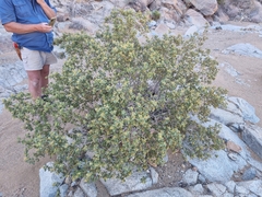 Searsia populifolia