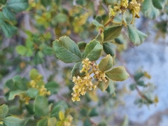 Searsia populifolia