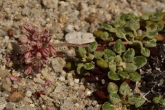 Eriogonum polypodum