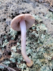 Inocybe lilacina