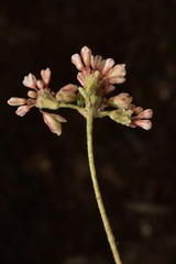 Eriogonum polypodum