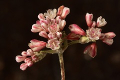 Eriogonum polypodum
