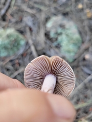 Inocybe lilacina