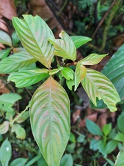 Gonzalagunia hirsuta