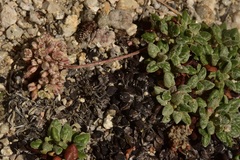 Eriogonum polypodum