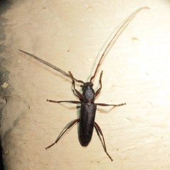 Stenelaphus alienus