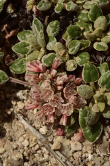 Eriogonum polypodum