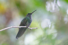 Chalybura urochrysia