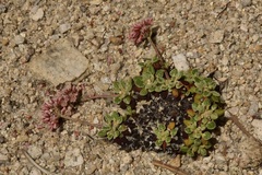 Eriogonum polypodum