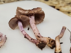 Inocybe lilacina