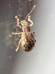 Pseudoedophrys hilleri